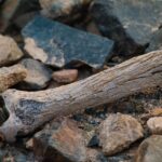 Osteoporosi: minerale essenziale per la salute delle ossa in evidenza nell'articolo.