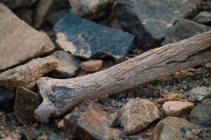 Osteoporosi: minerale essenziale per la salute delle ossa in evidenza nell'articolo.