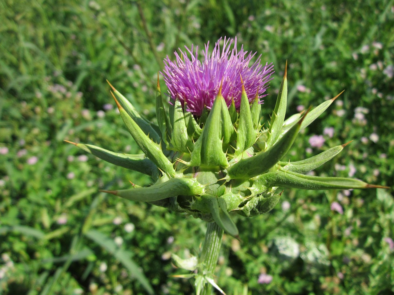 Cardo mariano con foglie verdi e fiori, utilizzato per la pulizia profonda e l'eliminazione dei residui grassi.